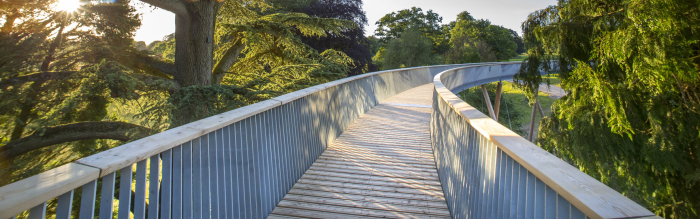 Treetop walkway with towering trees on either side